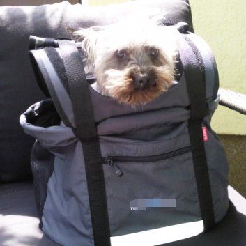 Das Bild zeigt den Hund eines unserer Kunden