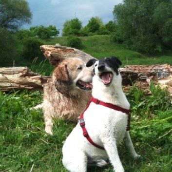 Das Bild zeigt den Hund eines unserer Kunden
