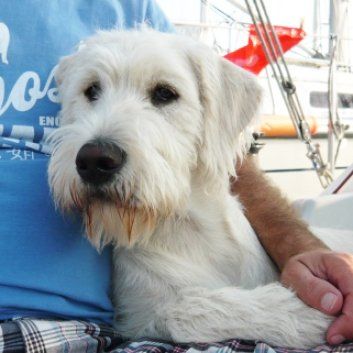 Das Bild zeigt den Hund eines unserer Kunden