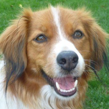 Das Bild zeigt den Hund eines unserer Kunden