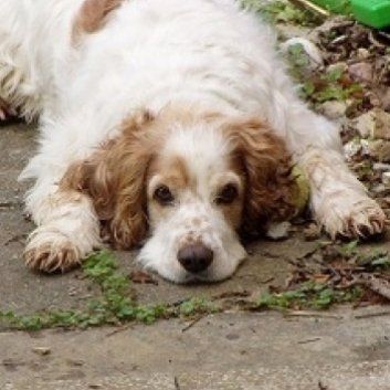 Das Bild zeigt den Hund eines unserer Kunden