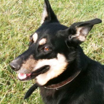 Das Bild zeigt den Hund eines unserer Kunden