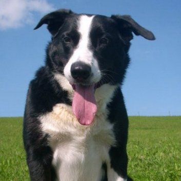 Das Bild zeigt den Hund eines unserer Kunden