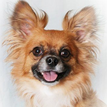 Das Bild zeigt den Hund eines unserer Kunden