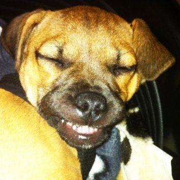 Das Bild zeigt den Hund eines unserer Kunden