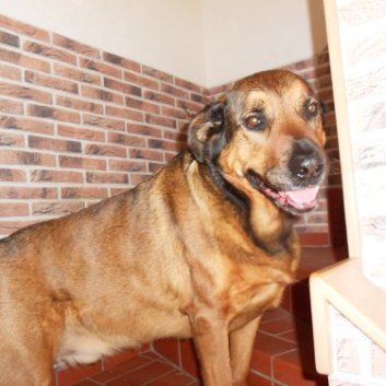 Das Bild zeigt den Hund eines unserer Kunden