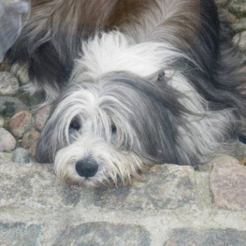 Das Bild zeigt den Hund eines unserer Kunden