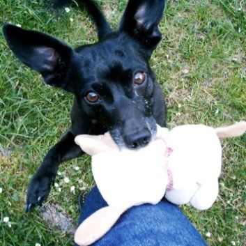 Das Bild zeigt den Hund eines unserer Kunden