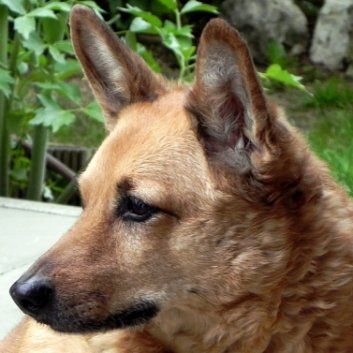 Das Bild zeigt den Hund eines unserer Kunden