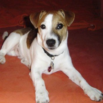 Das Bild zeigt den Hund eines unserer Kunden