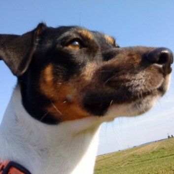 Das Bild zeigt den Hund eines unserer Kunden