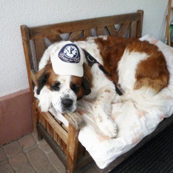 Das Bild zeigt den Hund eines unserer Kunden