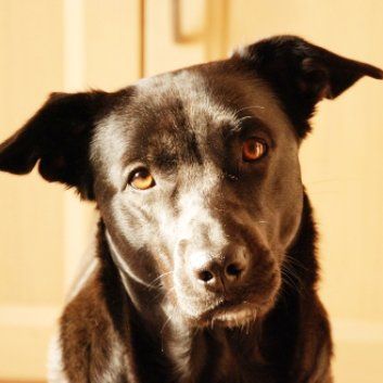 Das Bild zeigt den Hund eines unserer Kunden