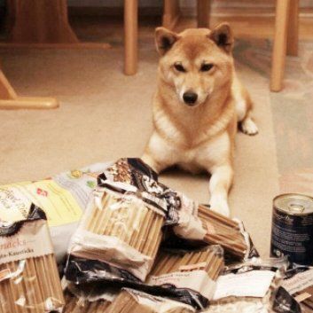 Das BilDas Bild zeigt den Hund eines unserer Kundend zeigt den Hund eines unserer Kunden