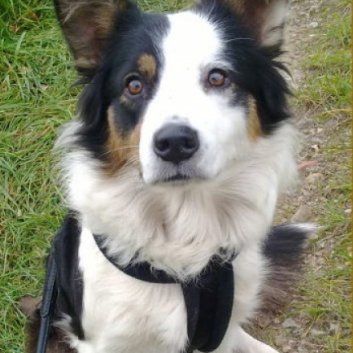 Das Bild zeigt den Hund eines unserer Kunden