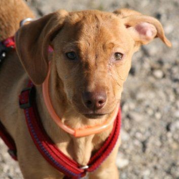 Das Bild zeigt den Hund eines unserer Kunden