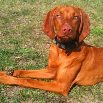 Das Bild zeigt den Hund eines unserer Kunden