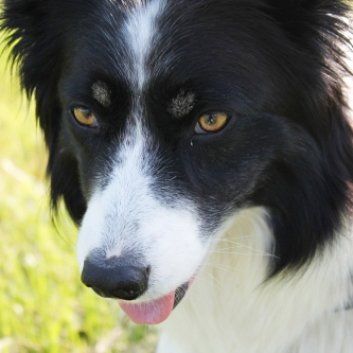 Das Bild zeigt den Hund eines unserer Kunden