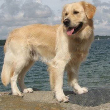 Das Bild zeigt den Hund eines unserer Kunden