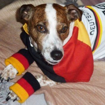 Das Bild zeigt den Hund eines unserer Kunden