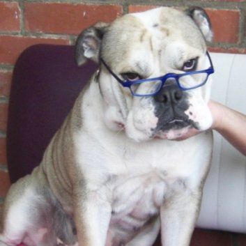 Das Bild zeigt den Hund eines unserer Kunden