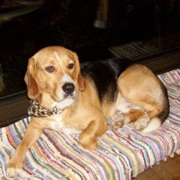 Das Bild zeigt den Hund eines unserer Kunden