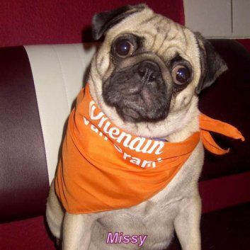 Das Bild zeigt den Hund eines unserer Kunden