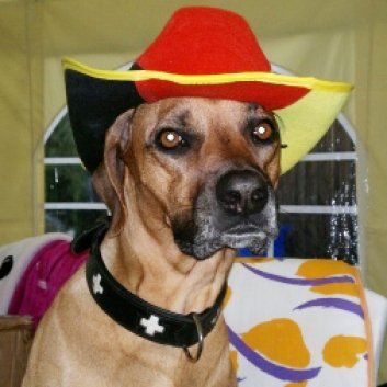 Das Bild zeigt den Hund eines unserer Kunden