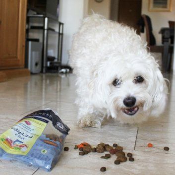 Das Bild zeigt den Hund eines unserer Kunden