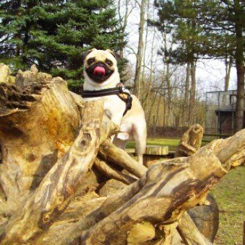 Das Bild zeigt den Hund eines unserer Kunden