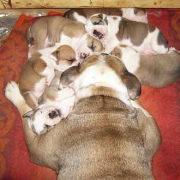 Das Bild zeigt den Hund eines unserer Kunden