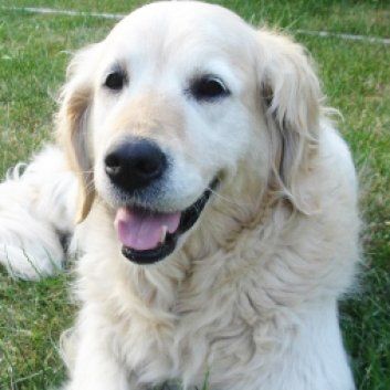 Das Bild zeigt den Hund eines unserer Kunden