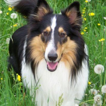 Das Bild zeigt den Hund eines unserer Kunden