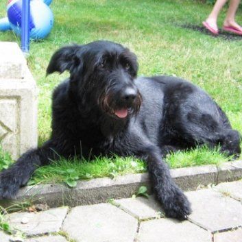 Das Bild zeigt den Hund eines unserer Kunden