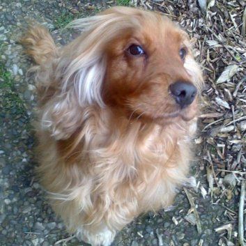 Das Bild zeigt den Hund eines unserer Kunden