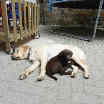 Das Bild zeigt den Hund eines unserer Kunden