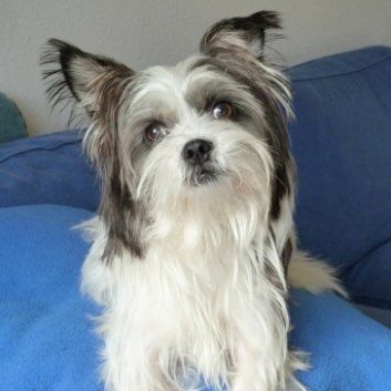 Das Bild zeigt den Hund eines unserer Kunden