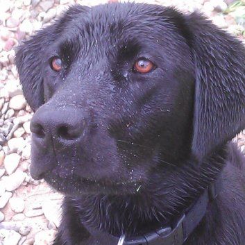 Das Bild zeigt den Hund eines unserer Kunden