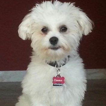 Das Bild zeigt den Hund eines unserer Kunden