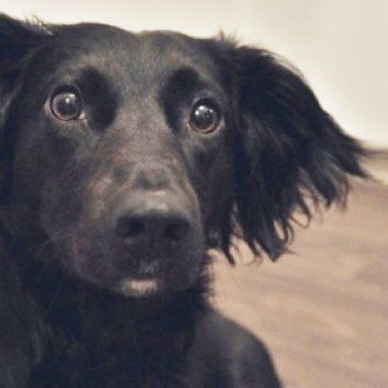 Das Bild zeigt den Hund eines unserer Kunden