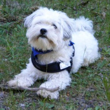 Das Bild zeigt den Hund eines unserer Kunden