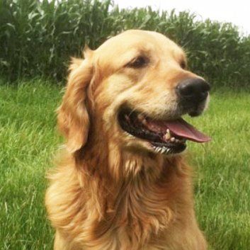 Das Bild zeigt den Hund eines unserer Kunden