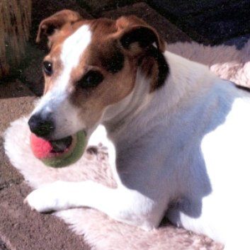 Das Bild zeigt den Hund eines unserer Kunden