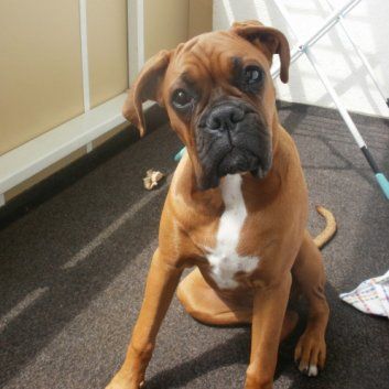 Das Bild zeigt den Hund eines unserer Kunden