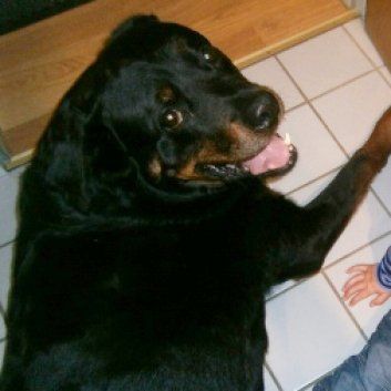 Das Bild zeigt den Hund eines unserer Kunden