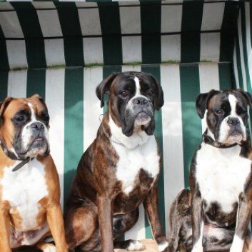 Das Bild zeigt den Hund eines unserer Kunden