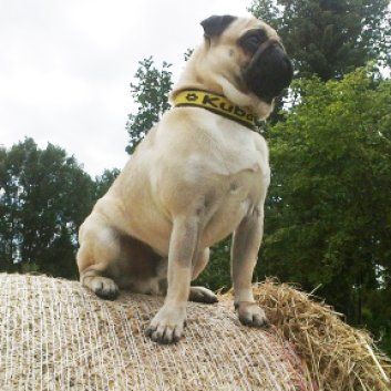 Das Bild zeigt den Hund eines unserer Kunden