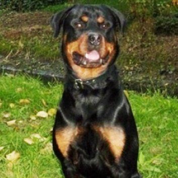 Das Bild zeigt den Hund eines unserer Kunden