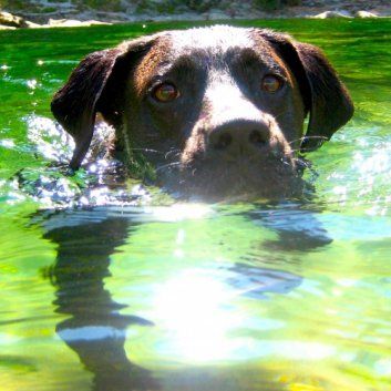 Das Bild zeigt den Hund eines unserer Kunden