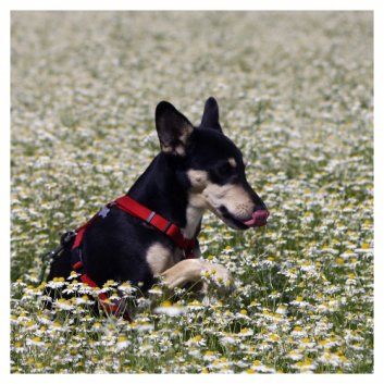 Das Bild zeigt den Hund eines unserer Kunden